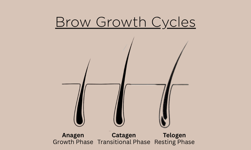 Apraise Brow Growth Cycle