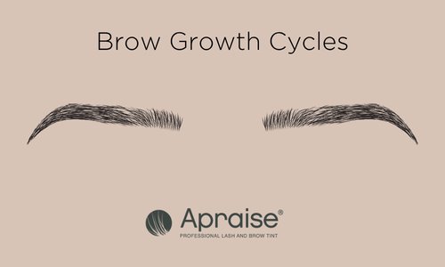  How Brow Hair Grows - Brow Growth Cycles